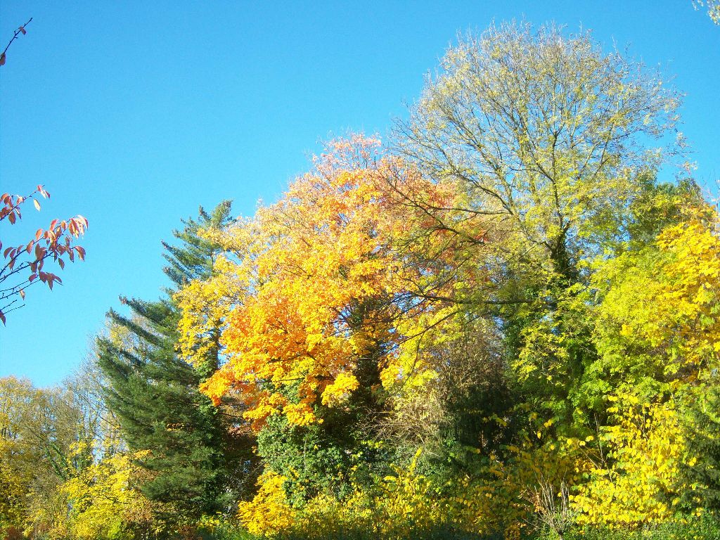 LES COULEURS DE L'AUTOMNE A L'HONNEUR - VERIMAGE